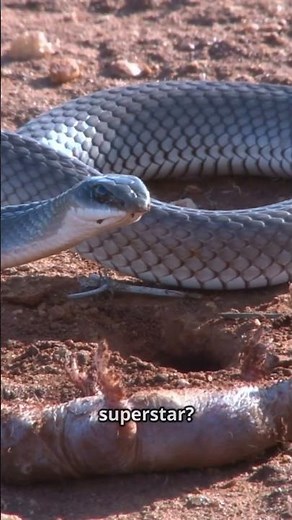 Facts About Black Mamba Makes You Wonder! #snakes #reptiles #animals