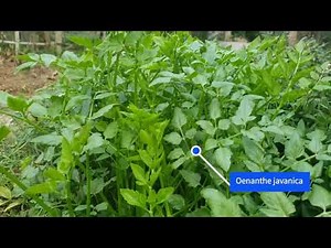 ដើមភ្លៅកង្កែប (Oenanthe javanica )