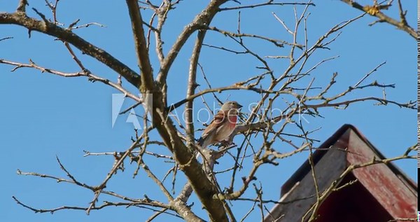 A small common linnet bird - Linaria cannabina sits on a tree branch in a garden in spring and sings on a sunny day