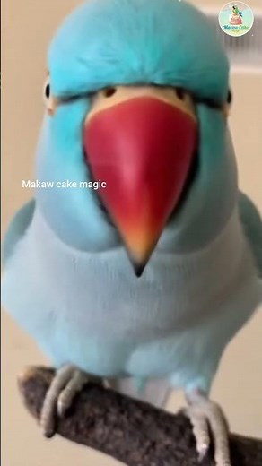 **Beautiful Blue Parrot Close-up: Talking Bird Edition