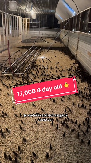 Barn check for 17,000 Four day old Northern Bobwhite Quail Chicks #babychicks #chicktok #fypシ #retokfornature #checkitout #poultry #quail