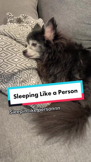 Puppy Songs on TikTok