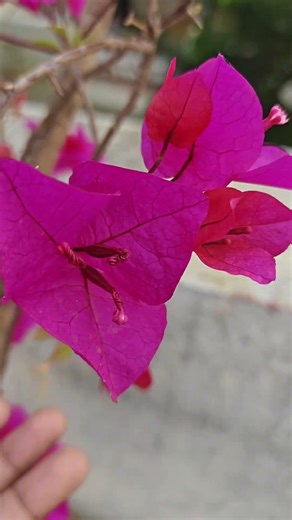 Little guest on my gate 🐦🌸#birdlovers #sunsetvibes #nature #peaceful#eveningtime #gardenlife #shorts