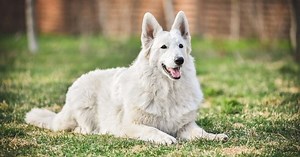 4 características do cachorro pastor branco suíço