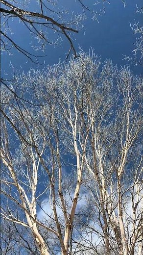 Japanese White Birch After Snowfall 雪を少しまとったダケカンバ 浅間隠山#登山 #nature #trekking