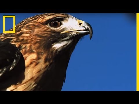 Une buse prend en chasse un écureuil