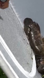 I Turned My Old Baby Cage Into a MONSTER Fish Trap! | Zak Catch Em