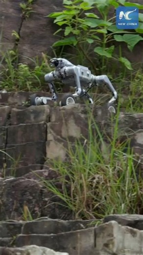 Chinese company unveils wheel-legged robot for complex terrain