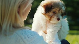 clip-33311056-woman-looking-little-puppy-rear-view-over