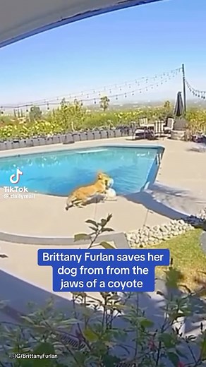 “Tommy Lee’s wife Brittany Furlan said their beloved pet dog Neena ‘is safe’ after a coyote attack in the backyard of their Woodland Hills, California home. The comedian, 38, who’s married to the 61-year-old Mötley Crüe rocker posted Ring camera footage on Instagram of a harrowing incident where a coyote ripped the dog away before she rescued the canine off-camera.” #OfftheLeashMedia | Off The Leash Media