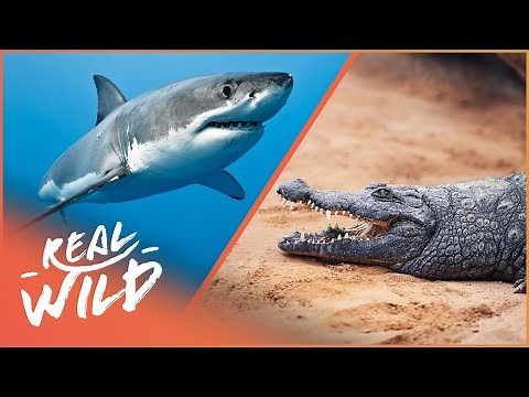Shark vs Crocodile: Which Is The Worst Killer? | Ben Cropp Documentary