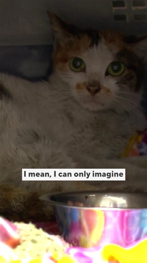 Meet Stowaway, the incredible little kitty who survived against all the odds and journeyed a long way, finding a new home in Minnesota. Read the full story HERE: https://cbsloc.al/3SOXYnh | WCCO & CBS News Minnesota