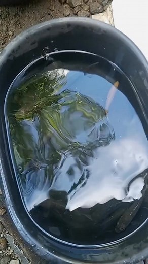 SOLD OUT TILAPIA #plantsdaetfishcs #daetfishies #daetfcskeeping #highlightseveryone #daetfcsreels #fypシ゚viralシ #daetfishcs #fishkeeper #plantsfishkeeper #Telapiareels | Daet Fish C's