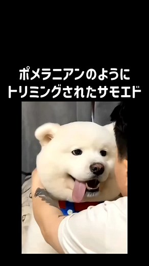 ハハ | 可愛いww #犬 #犬好き #サモエド #ポメラニアン #笑い #ギャグ #面白い #楽しい #おもろい #かわいい #不思議 #休憩 #お笑い #コメディ #動画 #すごい #不思議 #テンション上がる | Instagram