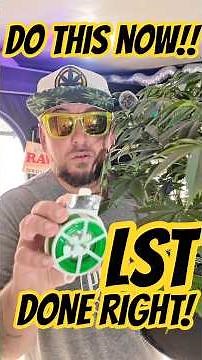 LST for Bigger Better Yields Made Easy| Step by Step #joesgrows