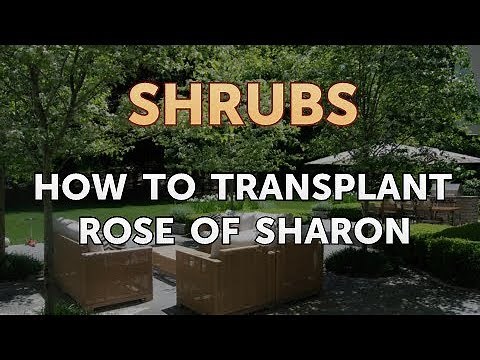 How to Transplant Rose of Sharon