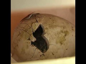 Must-See Birth of Baby Penguin Captured in Stunning Footage