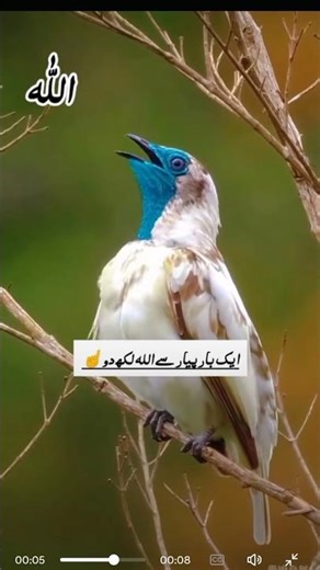 🎉 Allah 🎉 hu 🎉 Akbar 🎉#sorts #allah