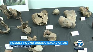 500 Ice Age fossils found during Metro's Purple Line expansion