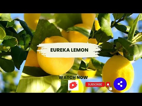 Different Varieties of Lemon | Eureka Lemon's Best Variety
