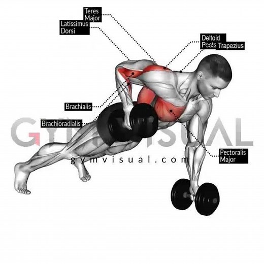 All type of exercises for Your projects on Gym visual - gymvisual.com | Gym visual