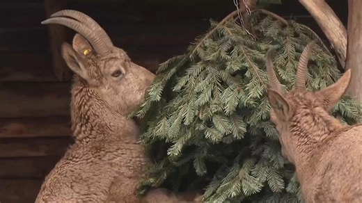 Berlin Zoo animals enjoy Christmas treats