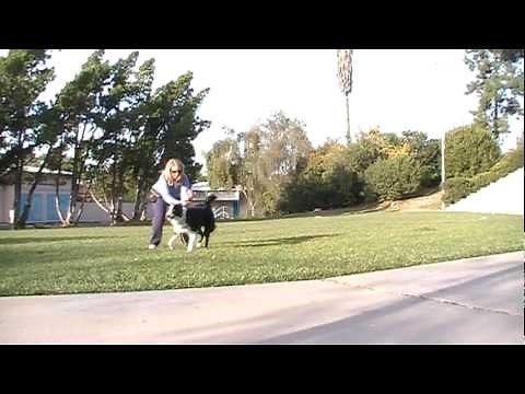 Go Wild & Freeze - A fun way to train a dog to have impulse control