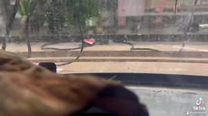 Dive into the mysterious elegance of the Pictus Catfish, a nocturnal navigator that graces the aquarium with its captivating whiskers and silver-striped allure. In the shadows or under the shimmering lights, this enigmatic catfish adds a touch of aquatic charm to every corner. 🌙🐟 #PictusCatfish #AquaticMajesty | Pet Zone Tropical Fish, San Diego, California