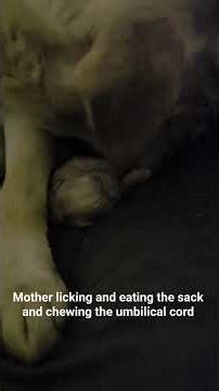 What happens when a puppy is born? #puppy #whelping #labrador #dog #birthofpuppy #puppyborn