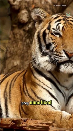 The Evolution of Tiger Stripes