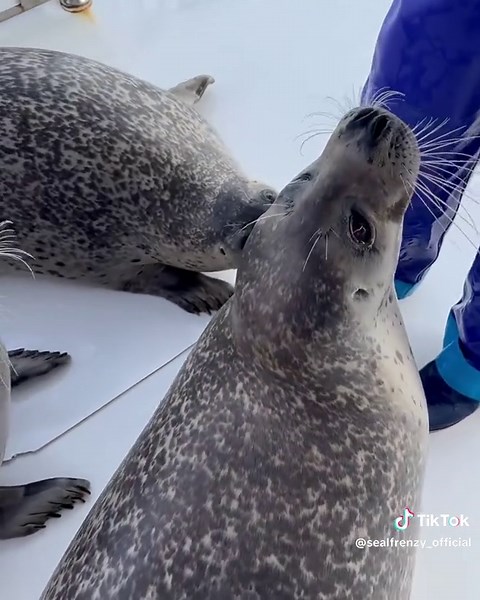 Seals Showcase Their Adorable Walking Skills