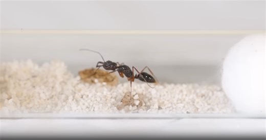 Simulating an ant colony for 100 days