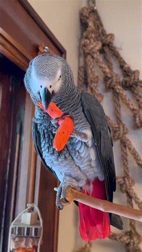 This Wood is Confusing 🪾