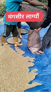 60 reactions · 14 shares | harvesting time of paddy #organic #paddyharvesting #fbreelsfypシ゚viralfbreelsfypシ゚viral #fbyシvideo | Sanjay Attri | Facebook