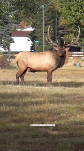 Bull elk bugling in Estes Park Colorado. Thanks for watching and please share with your friends! :) . . . #bullelk #elk #elkrut #elkbugle #Colorado #coloradoadventures #coloradowildlife #estesparkcolorado #estespark | Colorado Adventures