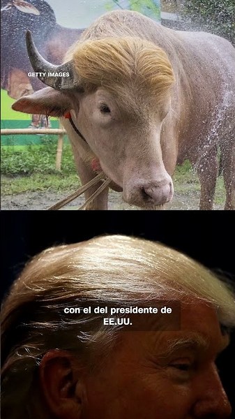Este búfalo viral, apodado "Donald Trump", no será sacrificado este año