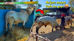 Arjun VS Bheem Dangerous Bull Fight🤬🐂⚔️ #Bheemvsarjunbull #Bullfight #bullattack | Farmer choice