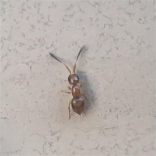 Family Ceraphronidae, Suborder Apocrita