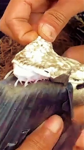 IT TURNS OUT THAT PYTHON'S TEETH ARE VERY SHARP #shorts #trending #feedshorts