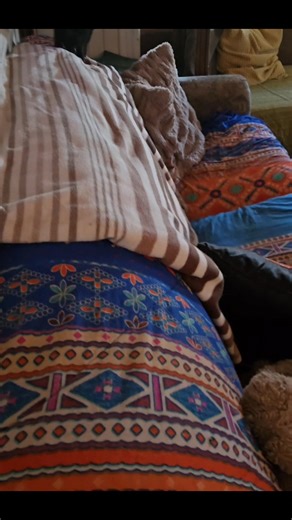 Our bottle babies are now eating solid food and no longer wanting a bottle. They are playing and wrestling, black baby likes to really bug his brother! | A Better Chance Animal Rescue