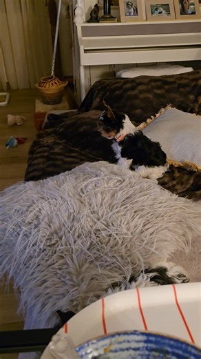 Amaai ze voelen niets meer van hun chip en de rabiës vaccin. Alle 7 pups in goede gezondheid!🙏❣️ Biewer Terrier Puppies #biewerpuppy | Kristin Daelman