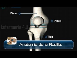 🌟ANATOMY OF THE KNEE🌟