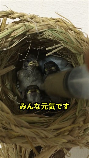 人がスズメの親となる #shorts スズメ#面白い小鳥