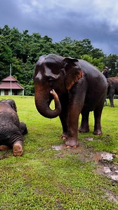 4.2K views · 132 reactions | Bank Mahout on Reels | Facebook