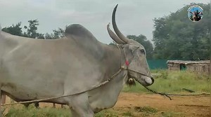32K views · 2.6K reactions | Kali Star Bulls | Cattles of India | Facebook