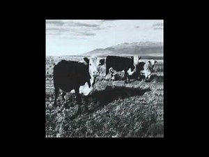 Mark Kozelek - My Friend Bob