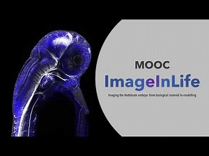 1.1 Crossing and raising zebrafish