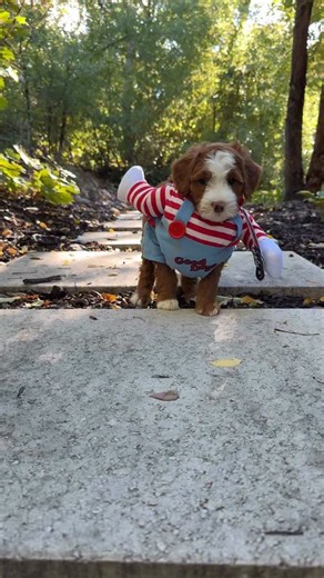 Cutest little killer on the loose and she’s here to steal your heart ❤️🔪🐶 • • • #PuppyChucky #SpookyPup #HalloweenDog #DogCostume #PetInCostume #SpookySeason #CuteAndCreepy #ChuckyDog #PetReels #HalloweenVibes #Dogsofinstagram #InstaPup #PuppyLove #CreepinItCute #HowlOWeen #PupInDisguise #CostumeGoals #DogCostumeGoals #bernedoodle #bernedoodlepuppy #cutepuppy #bernedoodlesofinstagram #doodlelove #puppylove | Rocky Road Doodles