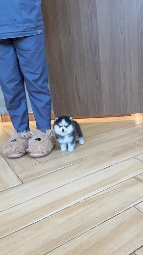 Teacup Pomsky: Adorable Miniature Dog Breed