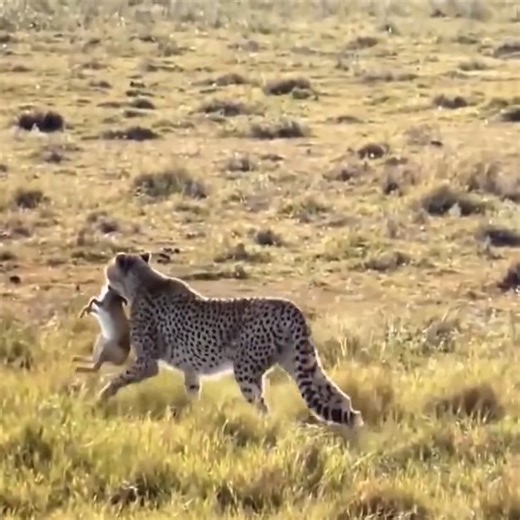 16K views · 175 reactions | When the leopard goes hunting | Myiphoneอุดรธานี มือถือแบรนด์แท้ ราคาถูกสุดในประเทศ | Facebook